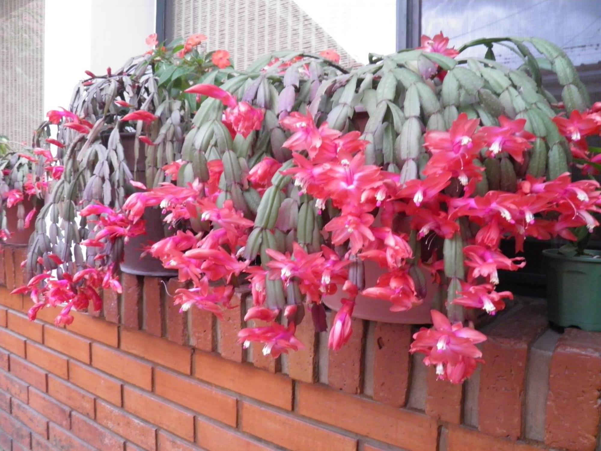 Hosteria Suyana San Salvador de Jujuy Luaran gambar
